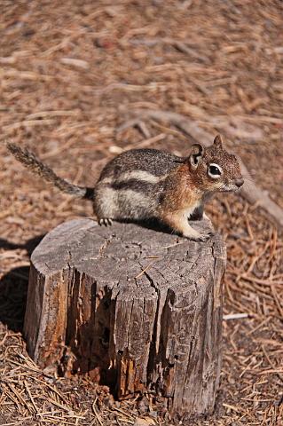 147 rocky mountains, chipmunk.JPG